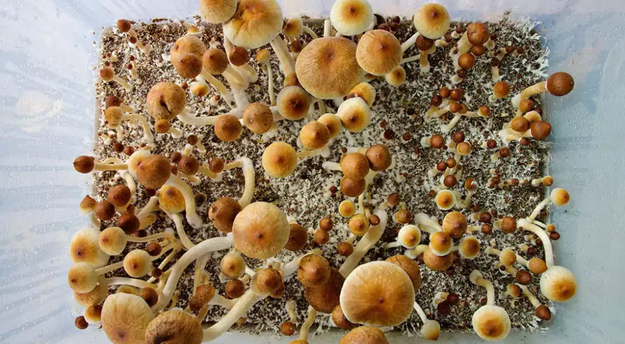 Ganoderma Lucidum, REISHI 300 Grms. Pack