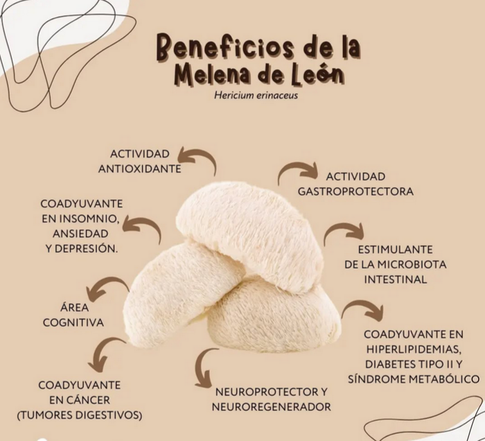 Ganoderma Lucidum, REISHI 300 Grms. Pack